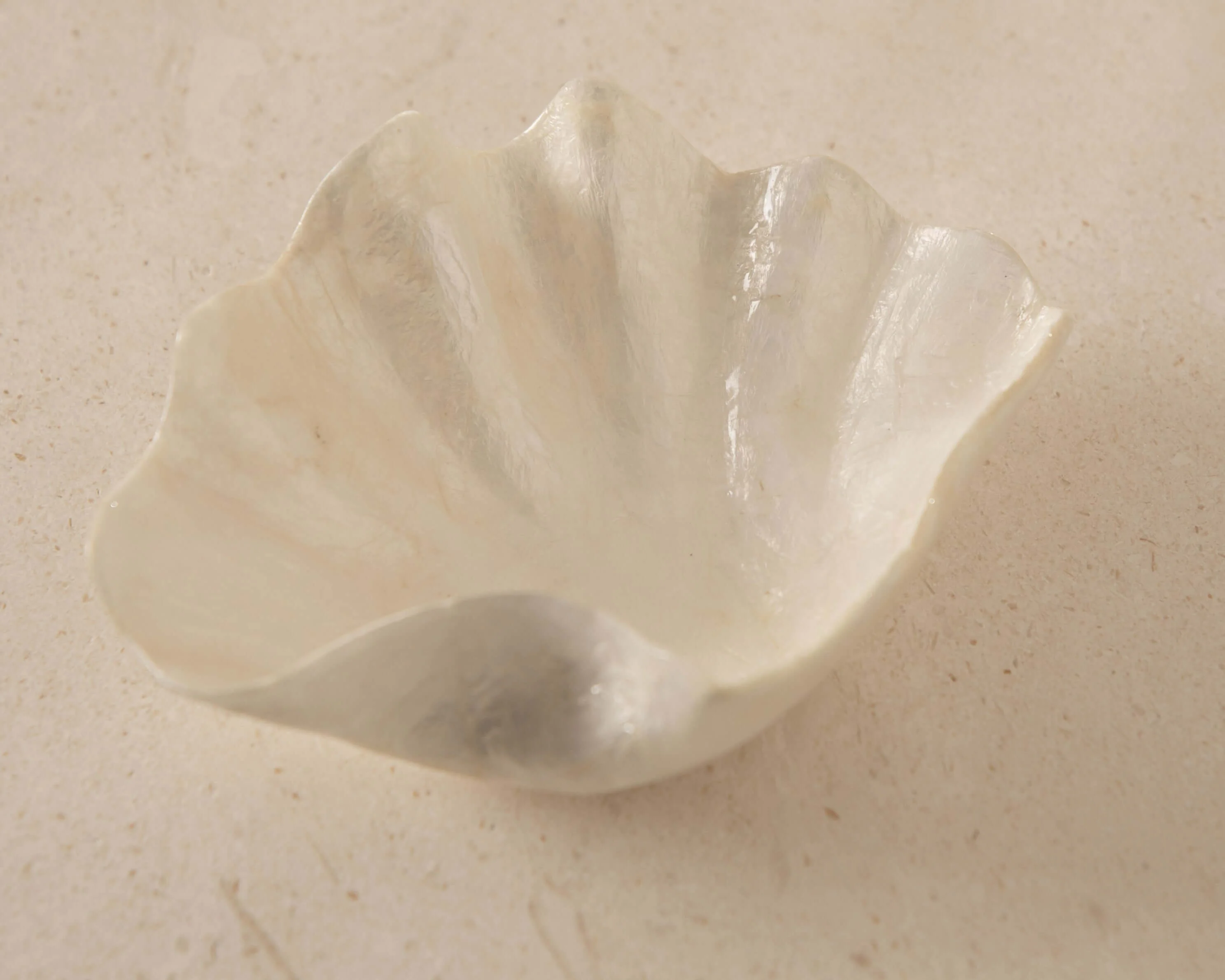 Clam Dish - Image 5